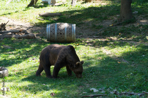 Bear on Parc'Ours