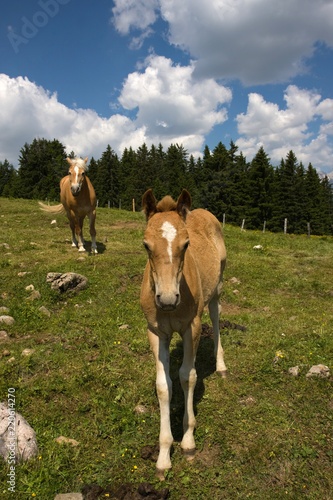 Cavalli al pascolo  © Gianfranco Bella