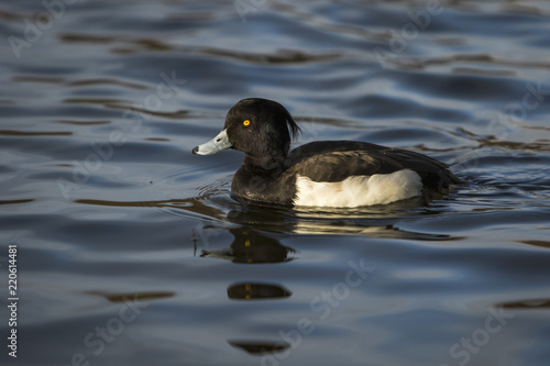 Tufted duck swimming in a lake