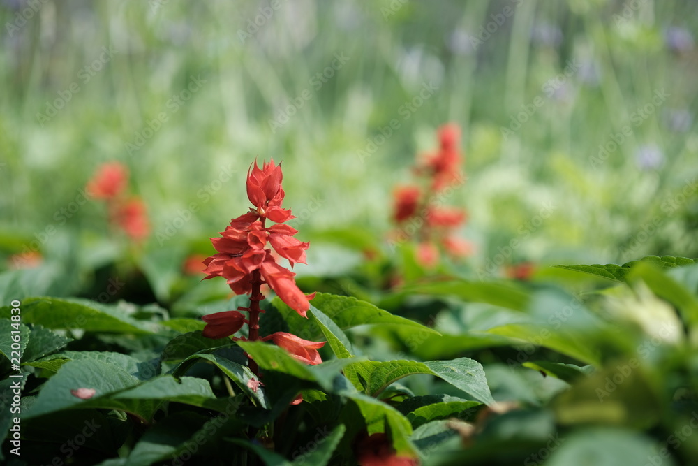 Close up red flowers in middle day light with green leaves.Begonia blossom garden. Close up red flowers in middle day light with green leaves.Begonia blossom garden.