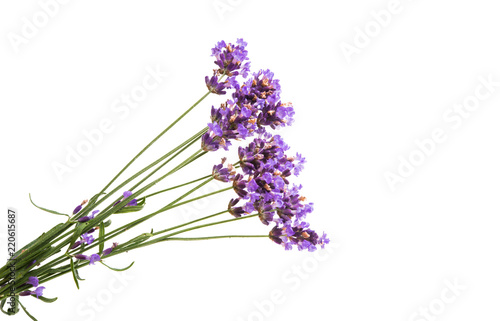 lavender flowers isolated