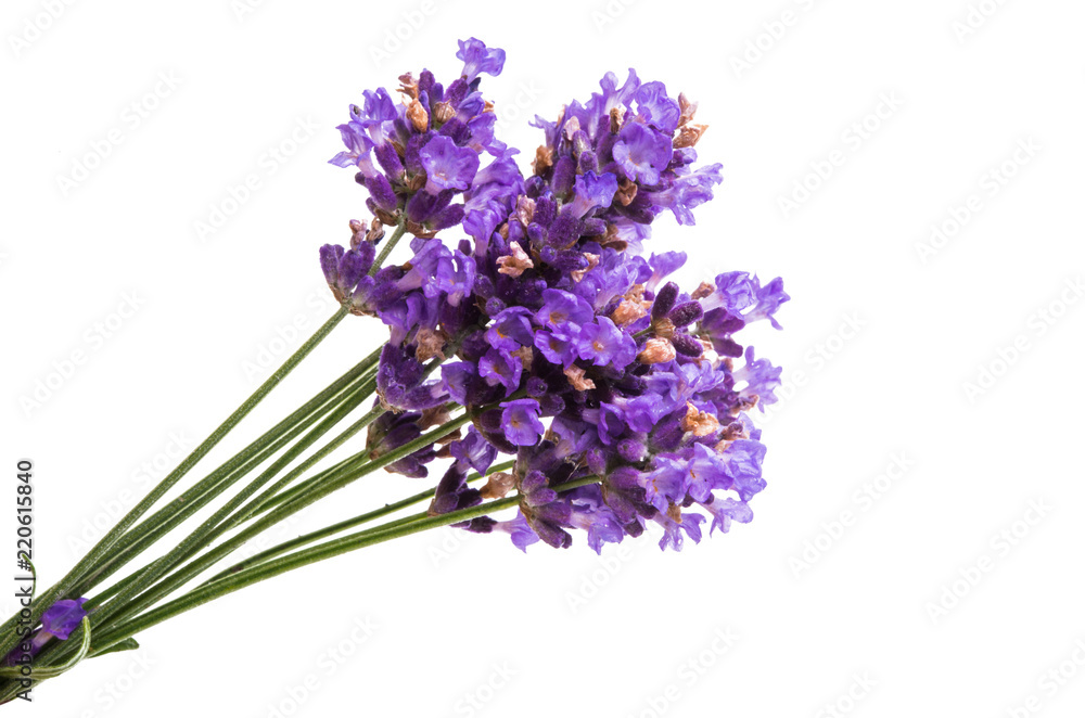 Fototapeta premium kwiaty lawendy na białym tle