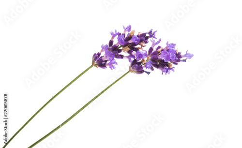 Fototapeta Naklejka Na Ścianę i Meble -  lavender flowers isolated