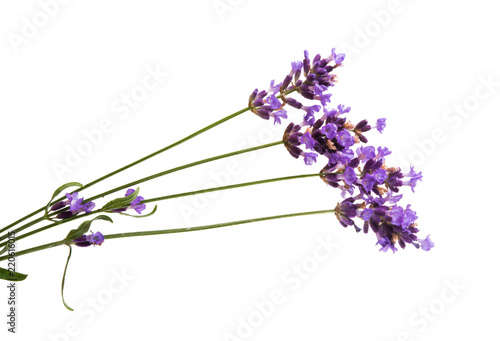 Fototapeta Naklejka Na Ścianę i Meble -  lavender flowers isolated