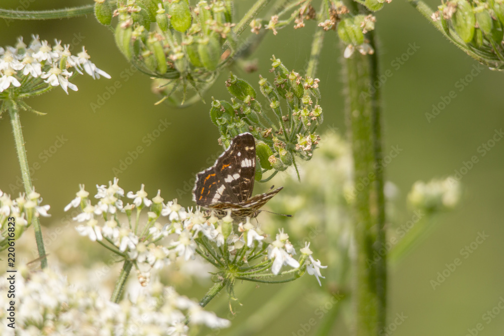 Araschnia levana on the flower umbels of wild carrot Araschnia levana on the flower umbels of wild carrot