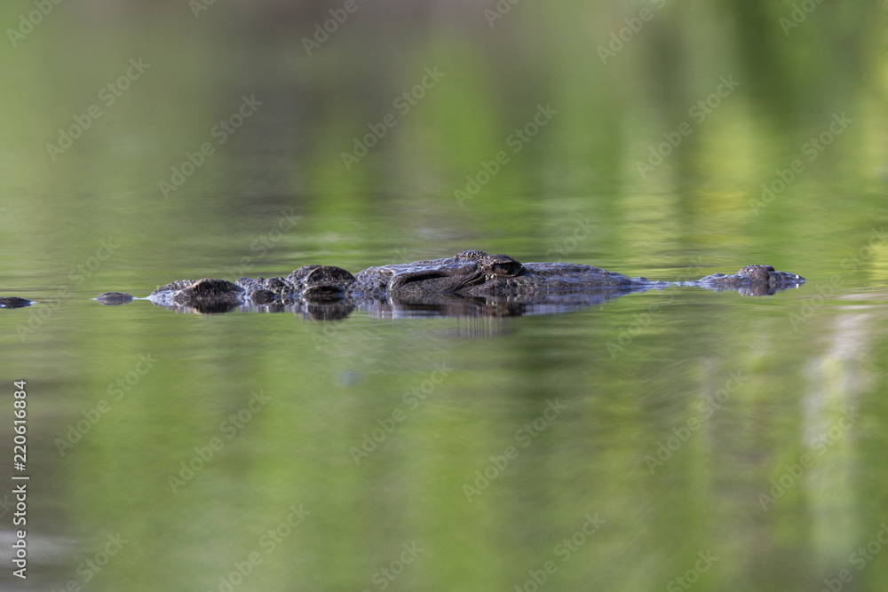 12 feet American crocodile (Crocodylus acutus) swimming in a pond 12 feet American crocodile (Crocodylus acutus) swimming in a pond