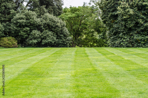 Background: freshly cut english lawn with a bush at background.