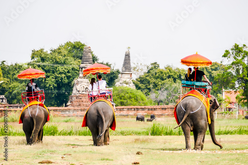 Photography Beautiful photo of Elephants near a temple, Ayutthaya taken in thailand