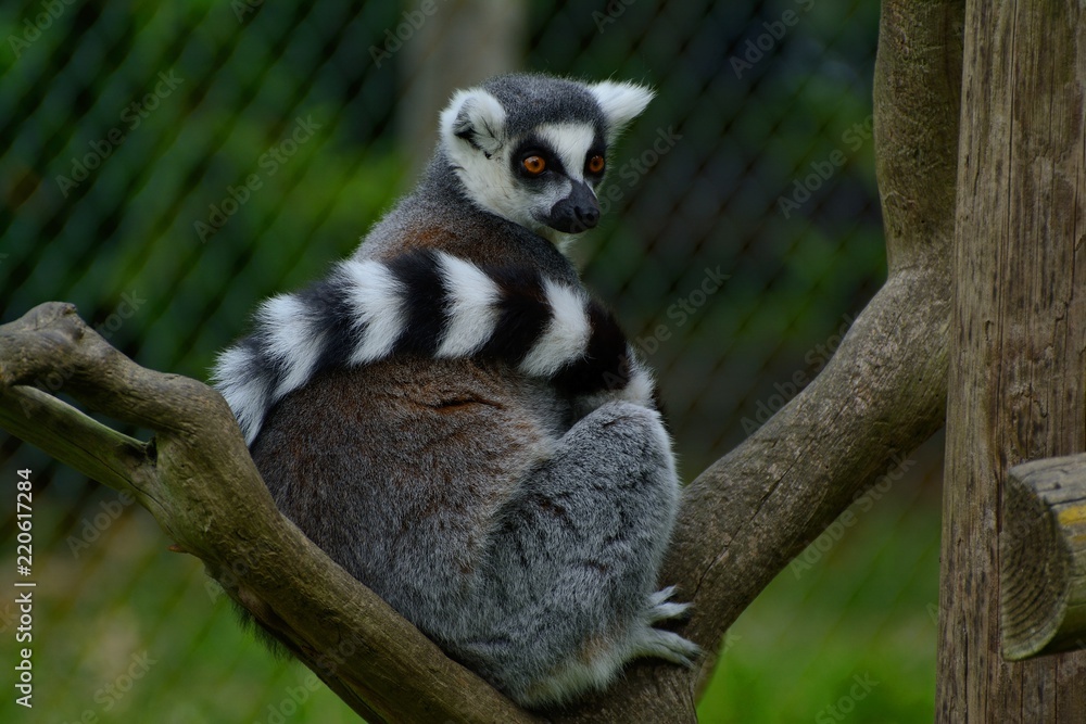 Fototapeta premium solitary ring tailed lemur (Lemur catta) wrapped in his tail, surveying his surroundings from a tree branch.