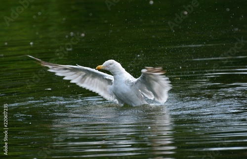 1 of 4 images of Herring gull attempting to lift off from a lake.