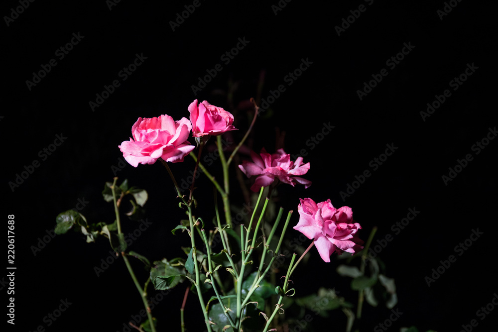 Obraz premium Couple of pink roses isolated on black background