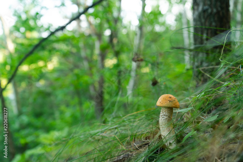 Mushroom aspen on a slope in a green forest. Collecting gifts of nature. eco-friendly food.