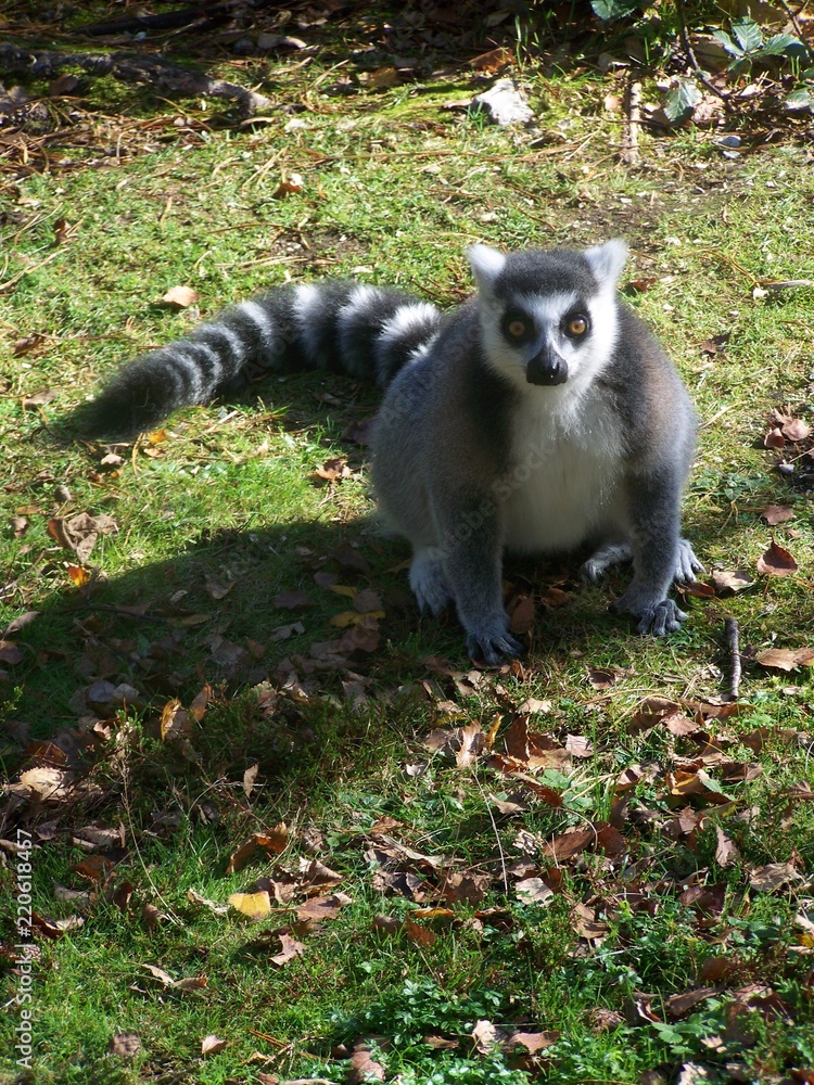 Obraz premium Ring tailed lemur