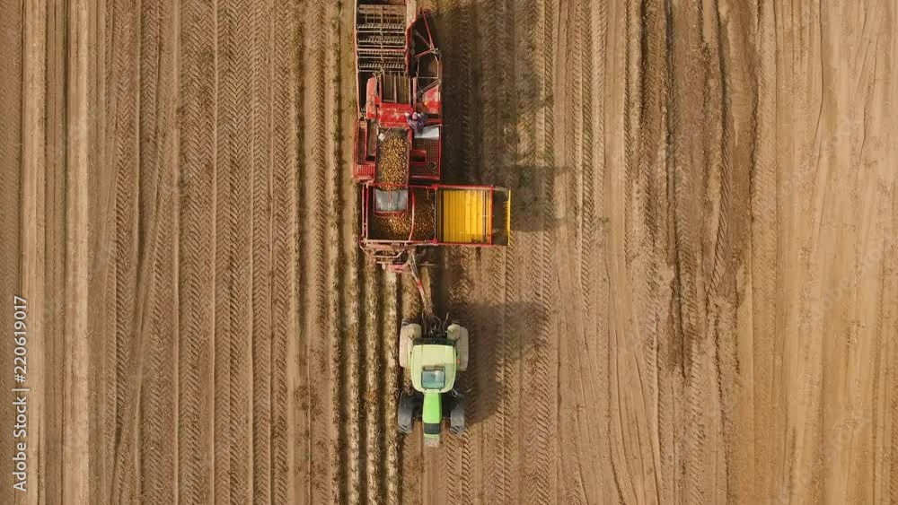 Farm machinery harvesting potatoes. Farmer field with a potato crop. 4K, aerial footage. Farm machinery harvesting potatoes. Farmer field with a potato crop. 4K, aerial footage.