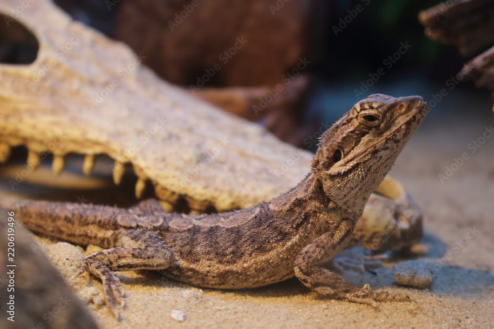 Fototapeta premium Pet lizard