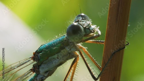 Blue dragonfly Coenagrion sits on a dry stalk of the plant and wipes her eyes with paws. Macro shot. photo