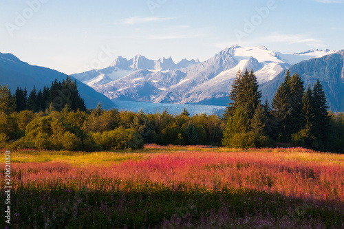 Juneau, Alaska. Mendenhall Glacier Viewpoint with Fireweed in bloom.