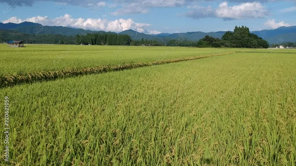 秋の稲穂とドローンの機体の影 農業 活用イメージ 秋の稲穂とドローンの機体の影 農業 活用イメージ
