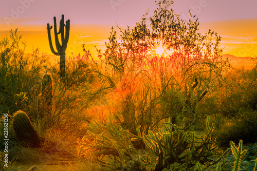 Close ups of various cactus found in the Sonoran Desert in Arizona