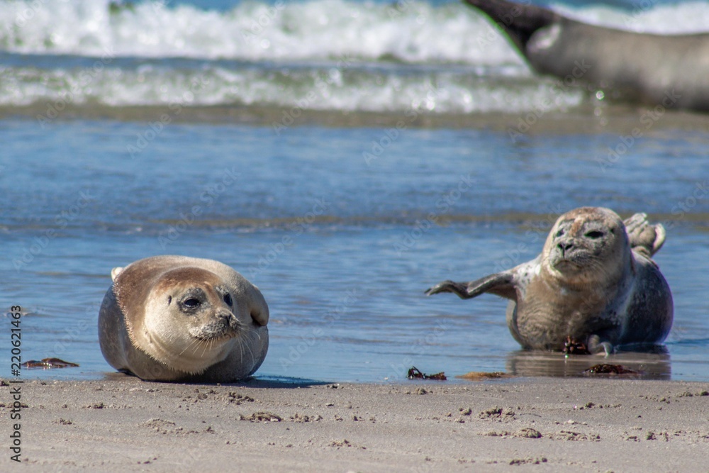 Fototapeta premium Seehunde in Helgoland