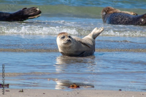 Junger Seehund im seichten Wasser