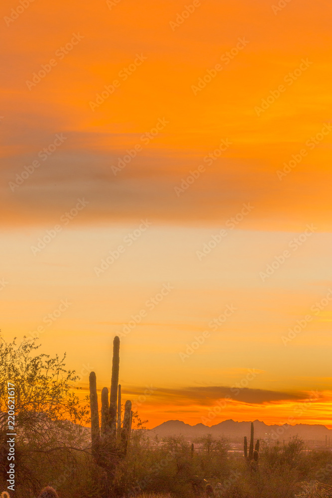 Close ups of various cactus found in the Sonoran Desert in Arizona