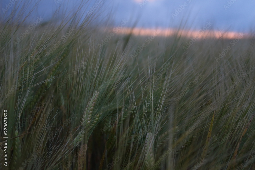 Fototapeta premium Field against evening sky