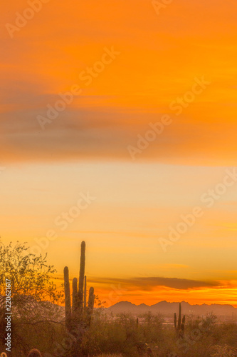 Close ups of various cactus found in the Sonoran Desert in Arizona