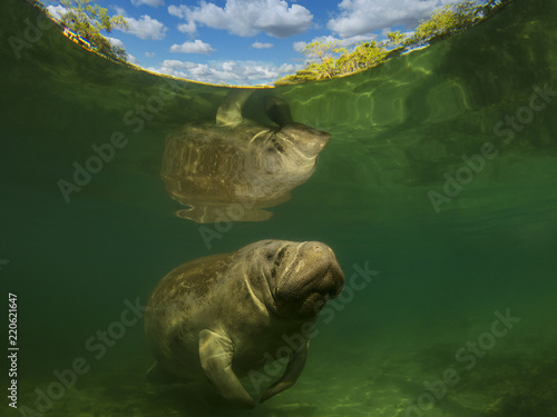 sea cow or dugong or manatee swim in crystal clear river  and with reflection on top with clouds on background