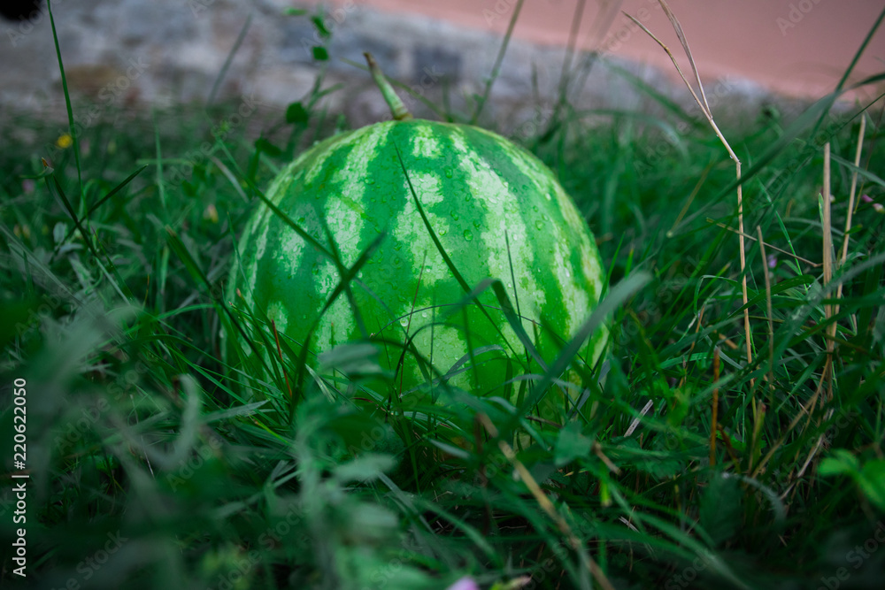 Green watermelon on grass or growing watermelon in garden. Green watermelon on grass or growing watermelon in garden.