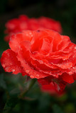 close-up petals red rose with dew drops