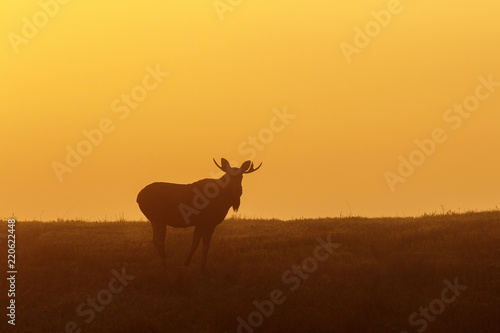 Predawn light with a bull moose in a meadow