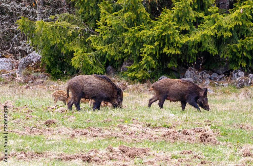 Wild boars looking for something to eat on a meadow at the forest edge Wild boars looking for something to eat on a meadow at the forest edge