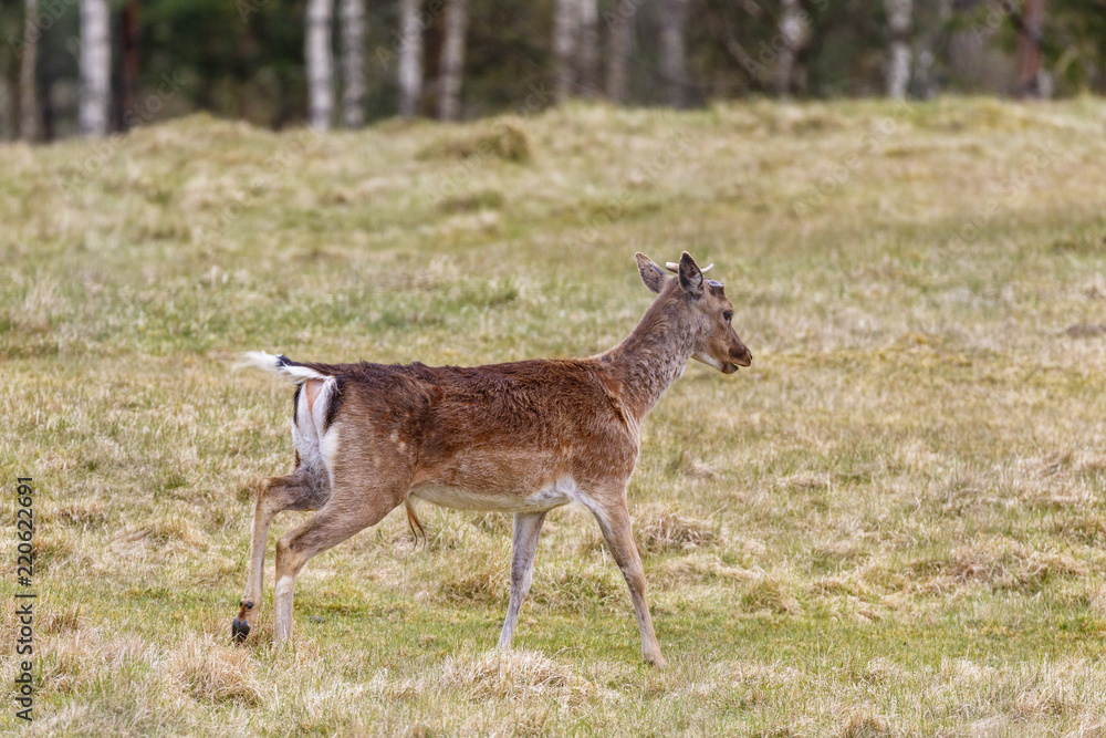 Fallow deer on a meadow at spring Fallow deer on a meadow at spring