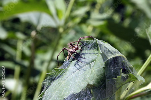 Close-up of a spider (pisaura mirabilis) on a sheet of tangled w photo