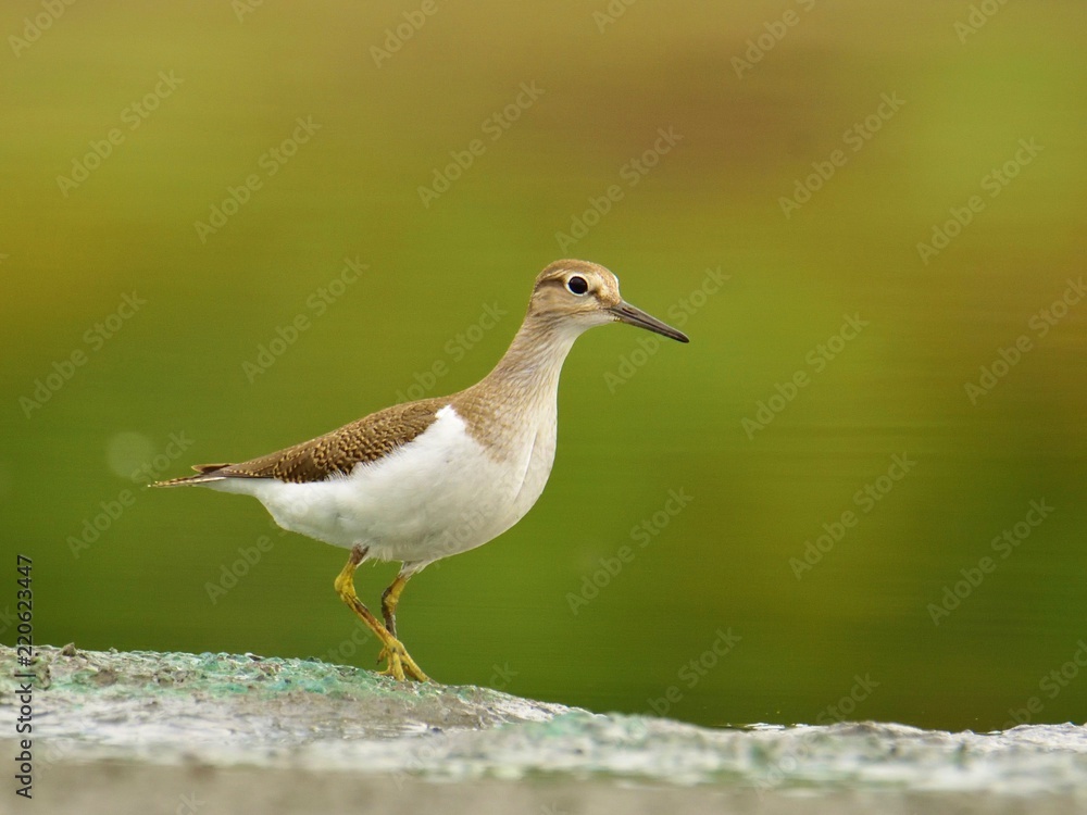 The common sandpiper (Actitis hypoleucos) The common sandpiper (Actitis hypoleucos)