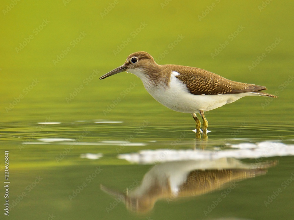 The common sandpiper (Actitis hypoleucos) The common sandpiper (Actitis hypoleucos)