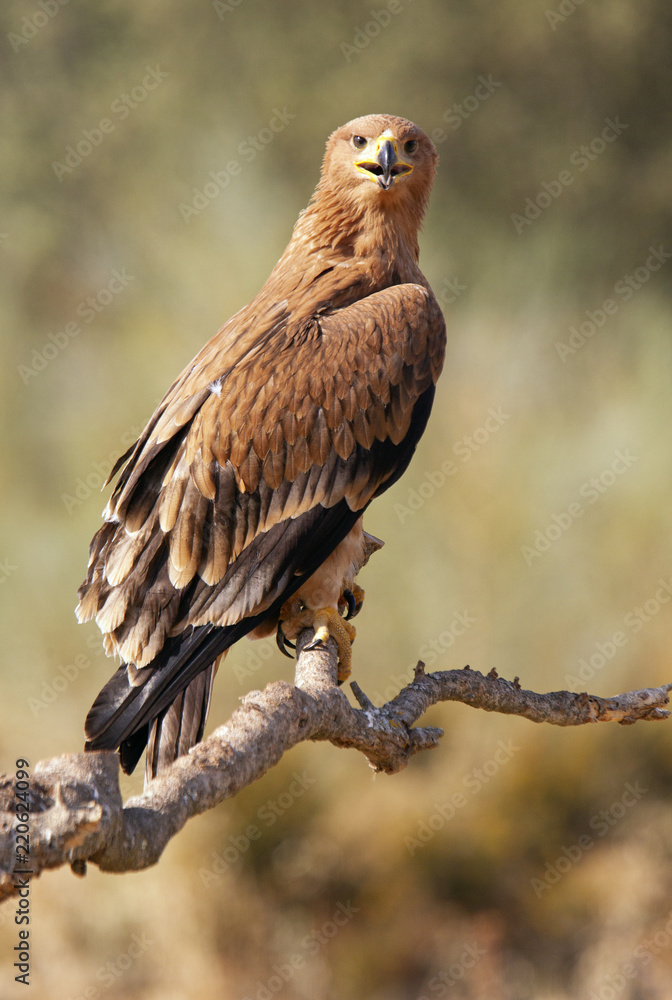Fototapeta premium Young female of Spanish Imperial Eagle. Aquila adalberti