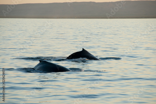 Humpback Whales - Exmouth - Australia