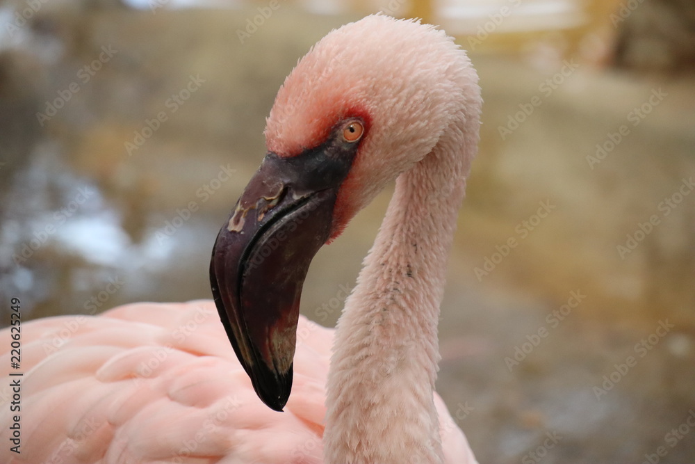 Obraz premium Flamingo