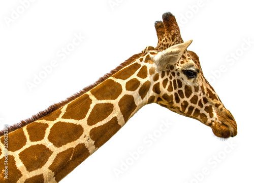 head of a giraffe on a white background
