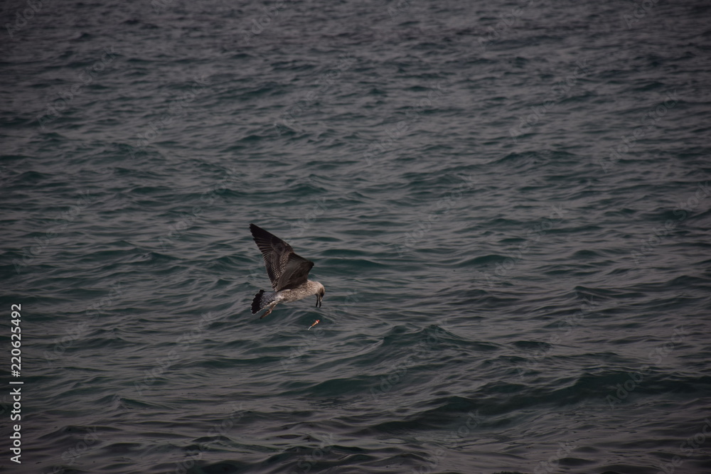 Fototapeta premium Gaviota cogiendo anzuelo I
