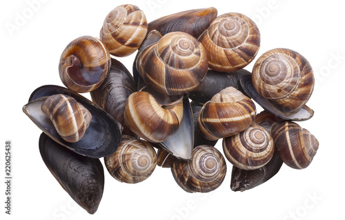mussels and snails on the isolated background