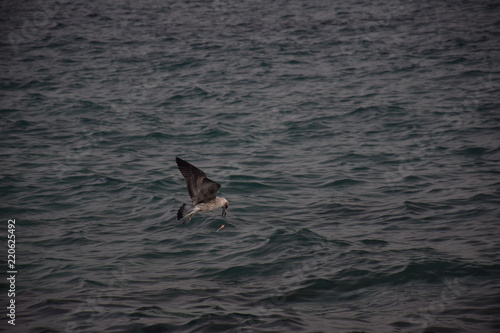 Gaviota cogiendo anzuelo I