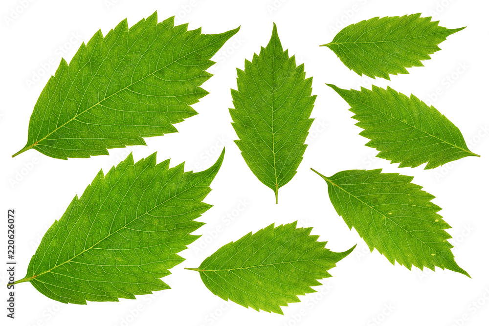 separate green leaves on the isolated background separate green leaves on the isolated background