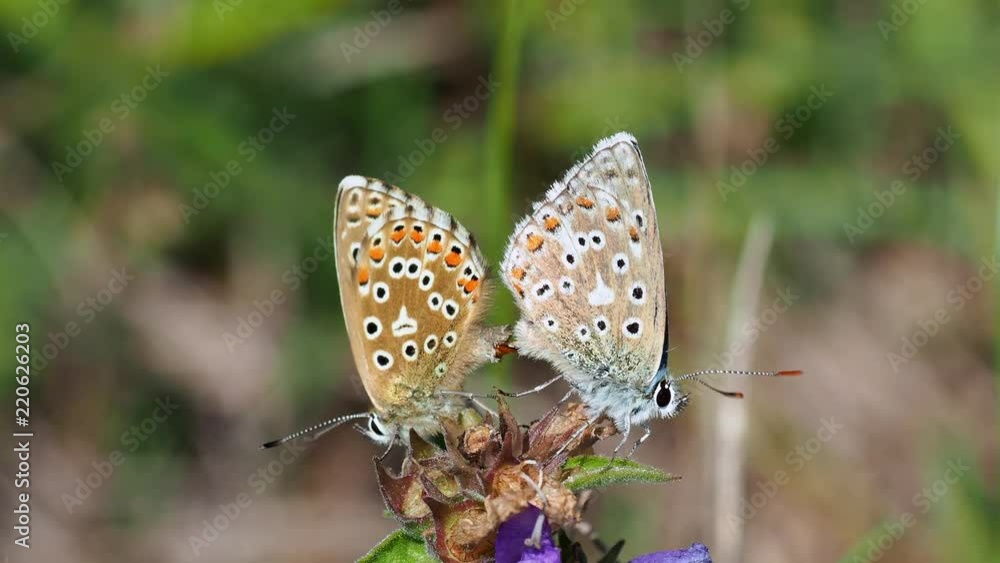 Adonis blue (Polyommatus bellargus) butterflies mating. Adonis blue (Polyommatus bellargus) butterflies mating.