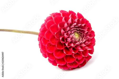 Fototapeta Naklejka Na Ścianę i Meble -  First spring flowers isolated on white background.