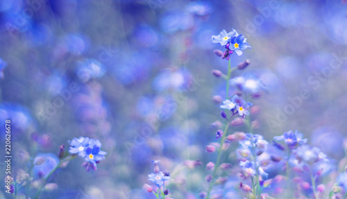 Little blue flowers (Myosotis) on a spring field.selective focus