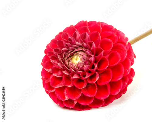 Fototapeta Naklejka Na Ścianę i Meble -  First spring flowers isolated on white background.