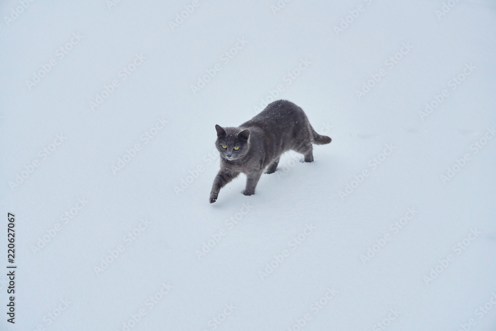 dark gray cat walks on fresh white deep snow on the territory of a private house on a cold winter day